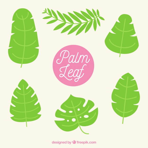 626x626 Set Of Palm Leaves Vector Free Download