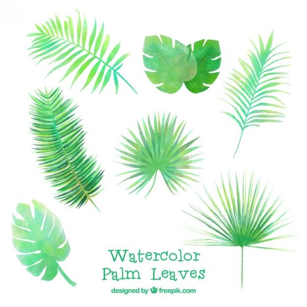 626x626 Aquarela Folhas De Palmeira Graphic Palm Tree Vector