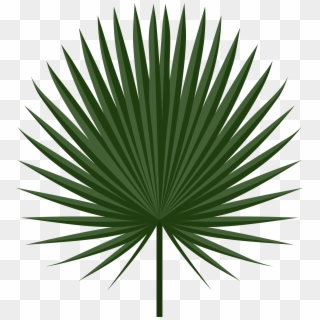 Palm Leaf Vector Png Images, Free Transparent Image Download 320x320 Palm Leaf Vector Png Images, Free Transparent Image Download
