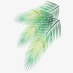 Palm Leaf Vector Png Images Png Cliparts Free Download On Seekpng 310x310 Palm Leaf Vector Png Images Png Cliparts Free Download On Seekpng