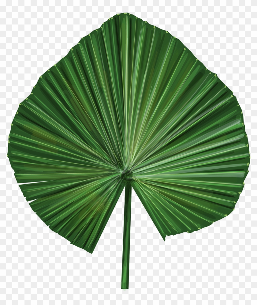Palm Leaf Vector Png 840x996 Palm Leaf Vector Png