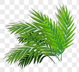 Palm Leaf Png Image Picture Free Download 329x300 Palm Leaf Png Image Picture Free Download
