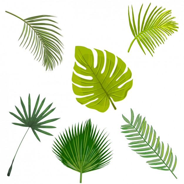 Palm Tree Leaves Collection Vector Free Download 626x626 Palm Tree Leaves Collection Vector Free Download