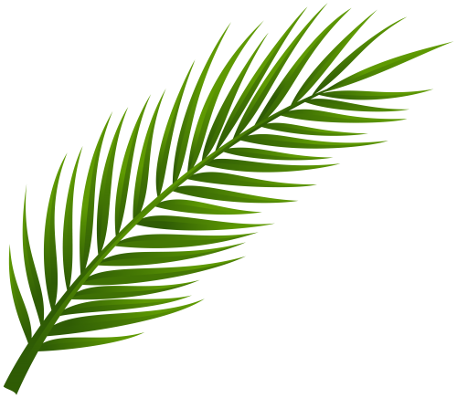 Leaves Only In Palm Tree Leaves, Palm 500x436 Leaves Only In Palm Tree Leaves, Palm