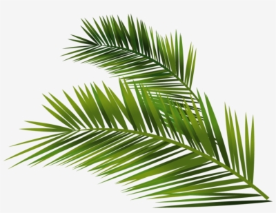 Result For Palm Leaf Png 400x309 Result For Palm Leaf Png