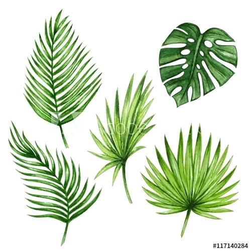 Tropical Palm Leaves Vector Nickspiel 500x500 Tropical Palm Leaves Vector Nickspiel
