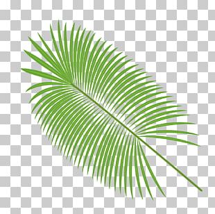 Vector Palm Leaves Png Images, Vector Palm Leaves Clipart Free 310x308 Vector Palm Leaves Png Images, Vector Palm Leaves Clipart Free