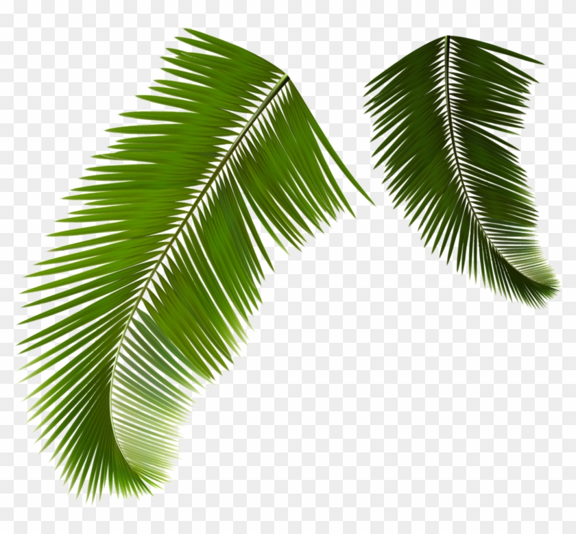 Palm Leaf Vector Png at Vectorified.com | Collection of Palm Leaf ...