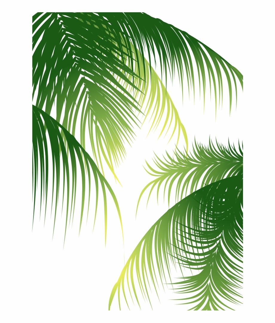 Euclidean Arecaceae Coconut 920x1081 Euclidean Arecaceae Coconut