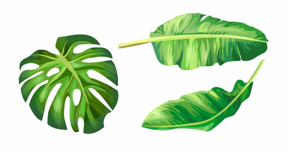 Palm Leaf Vector Png At Vectorified Com Collection Of Palm Leaf