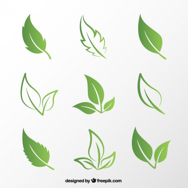 626x626 Leaf Vectors, Photos And Free Download