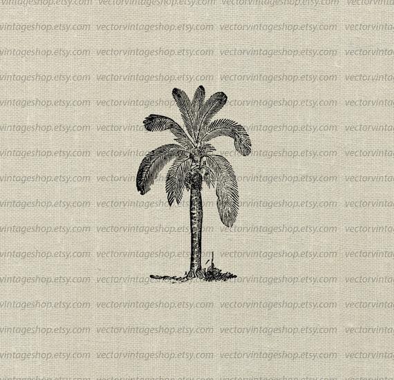 570x550 Palm Tree Clipart Vector Tropical Theme Wax Palm Graphic Clip Etsy
