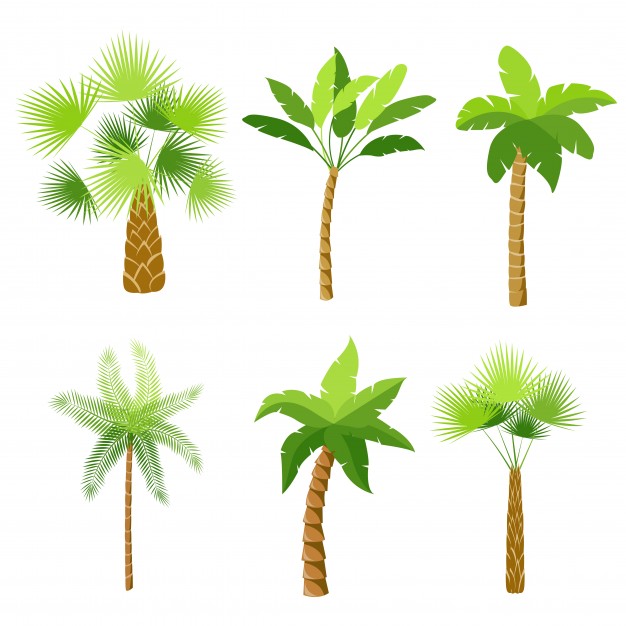626x626 Palm Tree Vector Vectors, Photos And Free Download