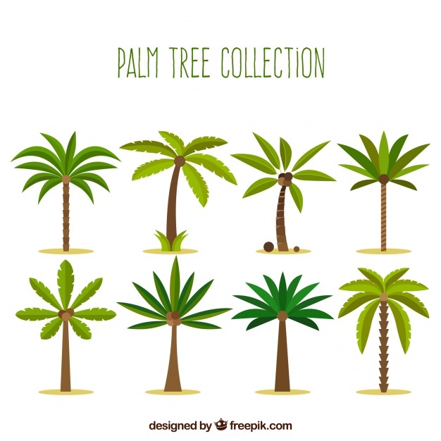 626x626 Palm Tree Vectors, Photos And Free Download