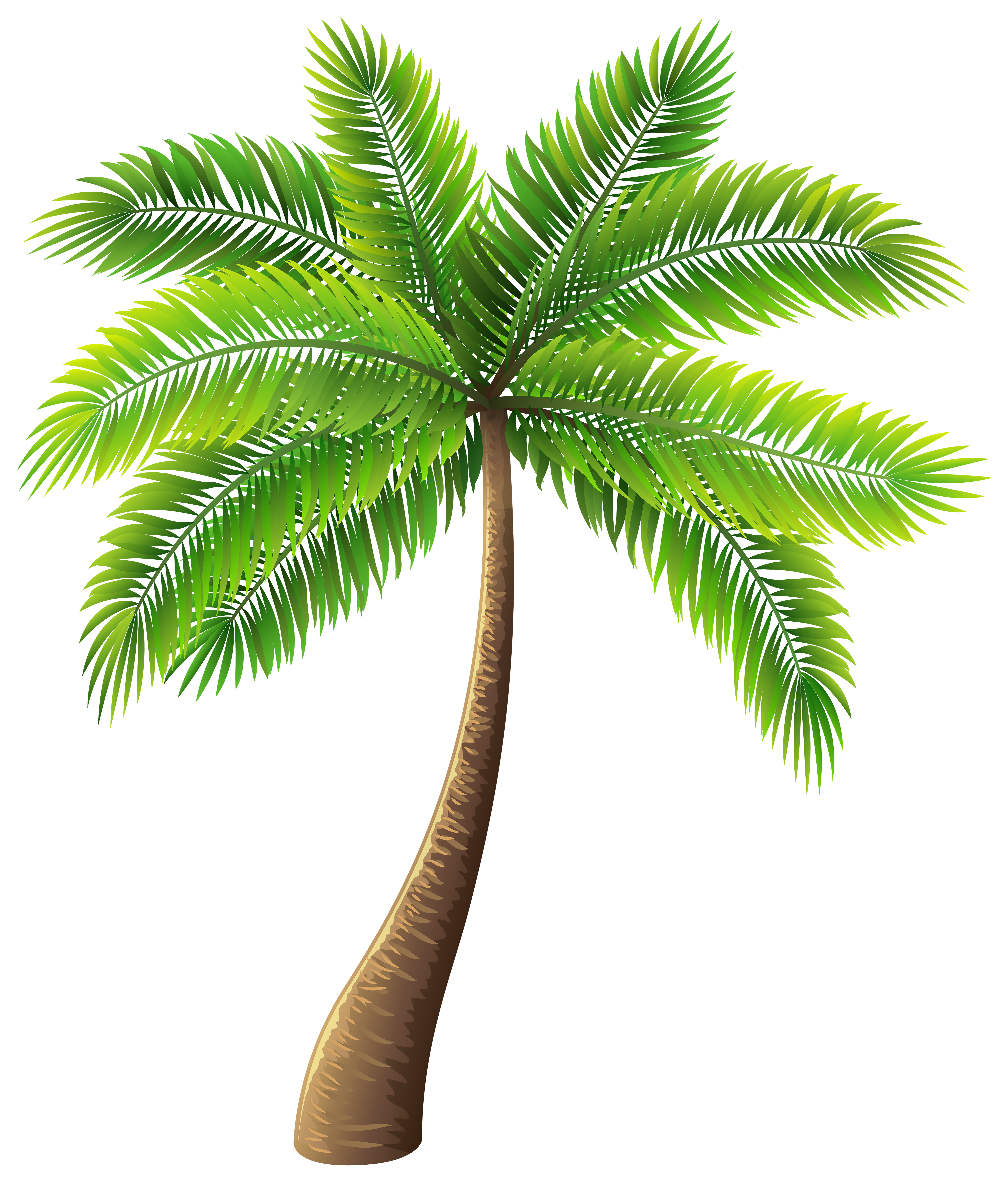 5134x6000 Palm Tree Clip Art Web Clipart Clip Art Cartoon Palm Tree
