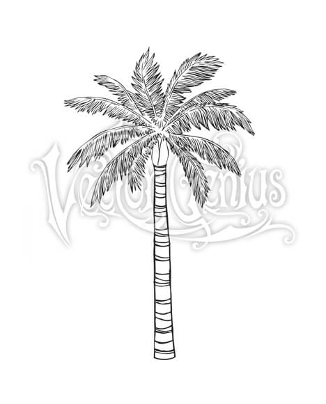 468x580 Realistic Tropical Palm Tree Stock Art