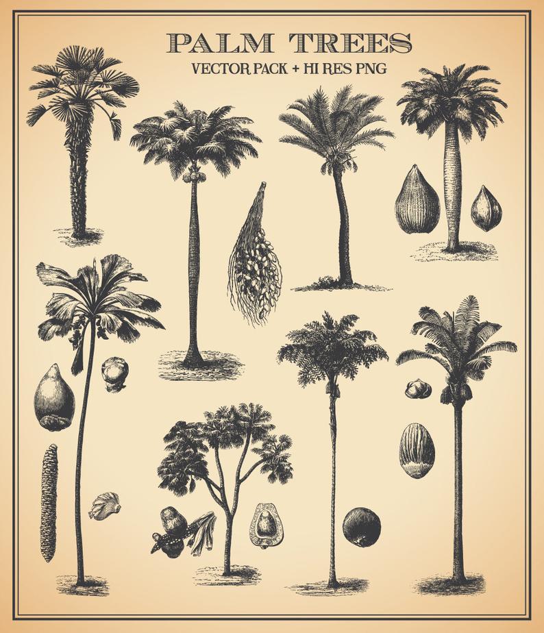 794x924 Tropical Palm Tree Clipart Vector Hand Drawn Engraving Etsy