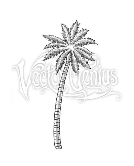 468x580 Detailed Florida Tropical Palm Tree Stock Art