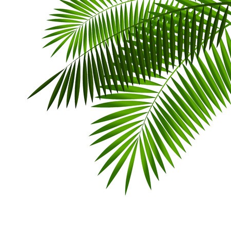 Palm Tree Leaf Vector at Vectorified.com | Collection of Palm Tree Leaf ...