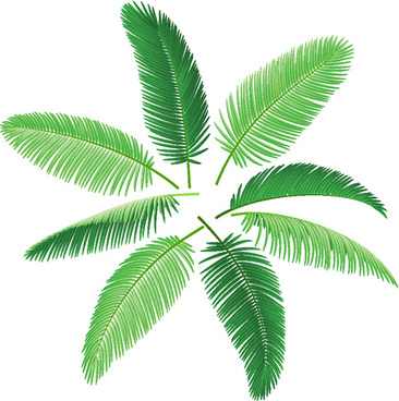 366x368 Palm Leaves Free Vector In Adobe Illustrator