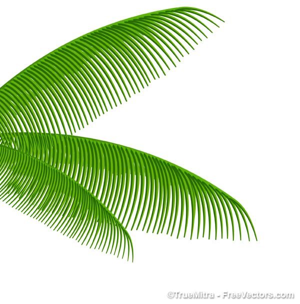 600x609 Palm Tree Leaves Branches Vector Art Palm Fronds, Palm Tree