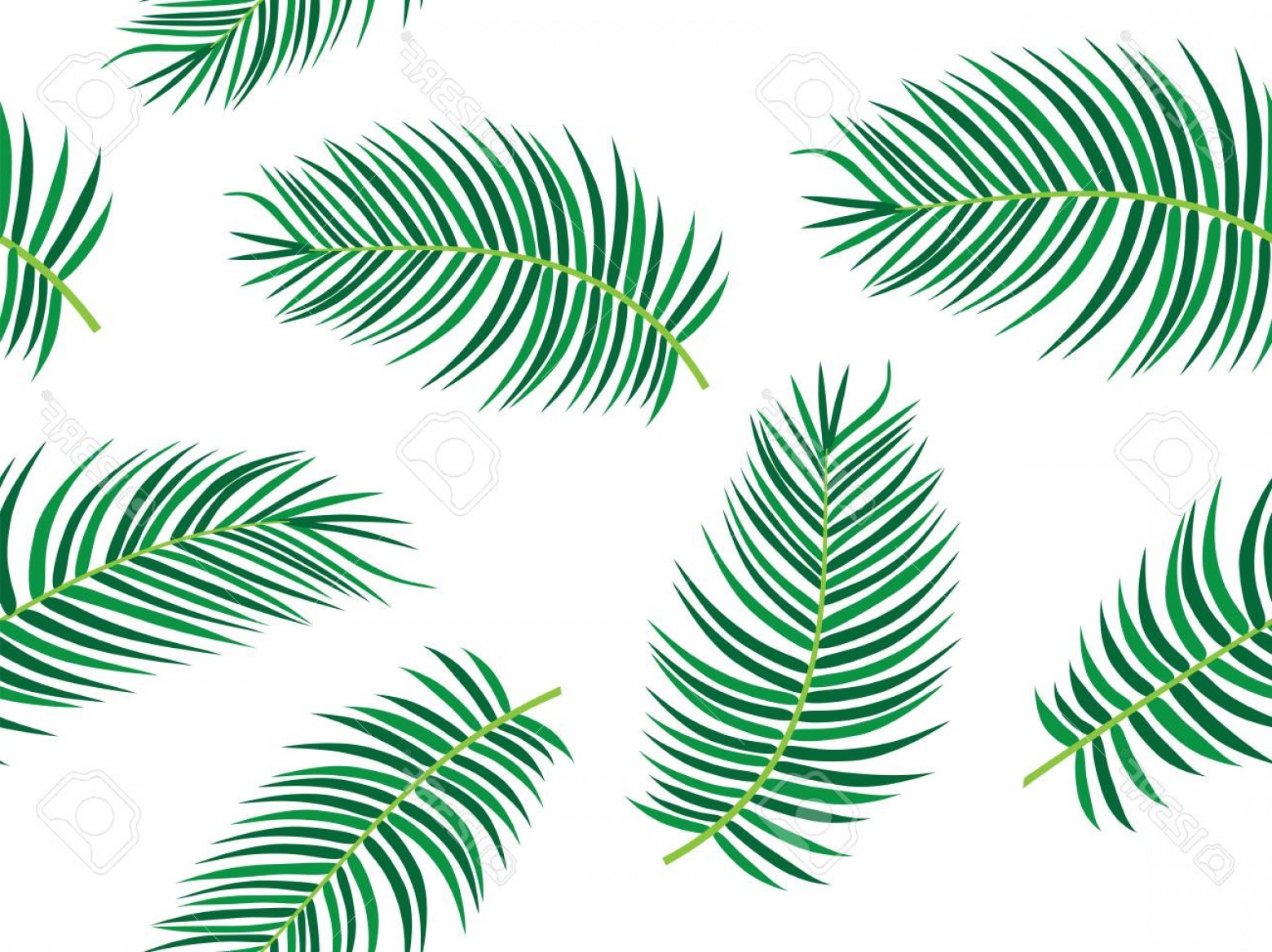 1560x1168 Palm Tree Leaves Vector Wallkeeper