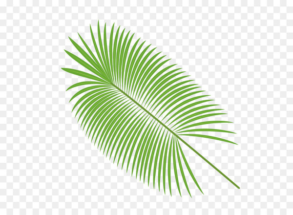 600x440 Palm Leaves Vector Material
