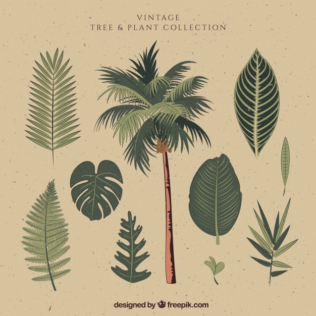 626x626 Palm Tree With Hand Drawn Leaves Vector Free Download