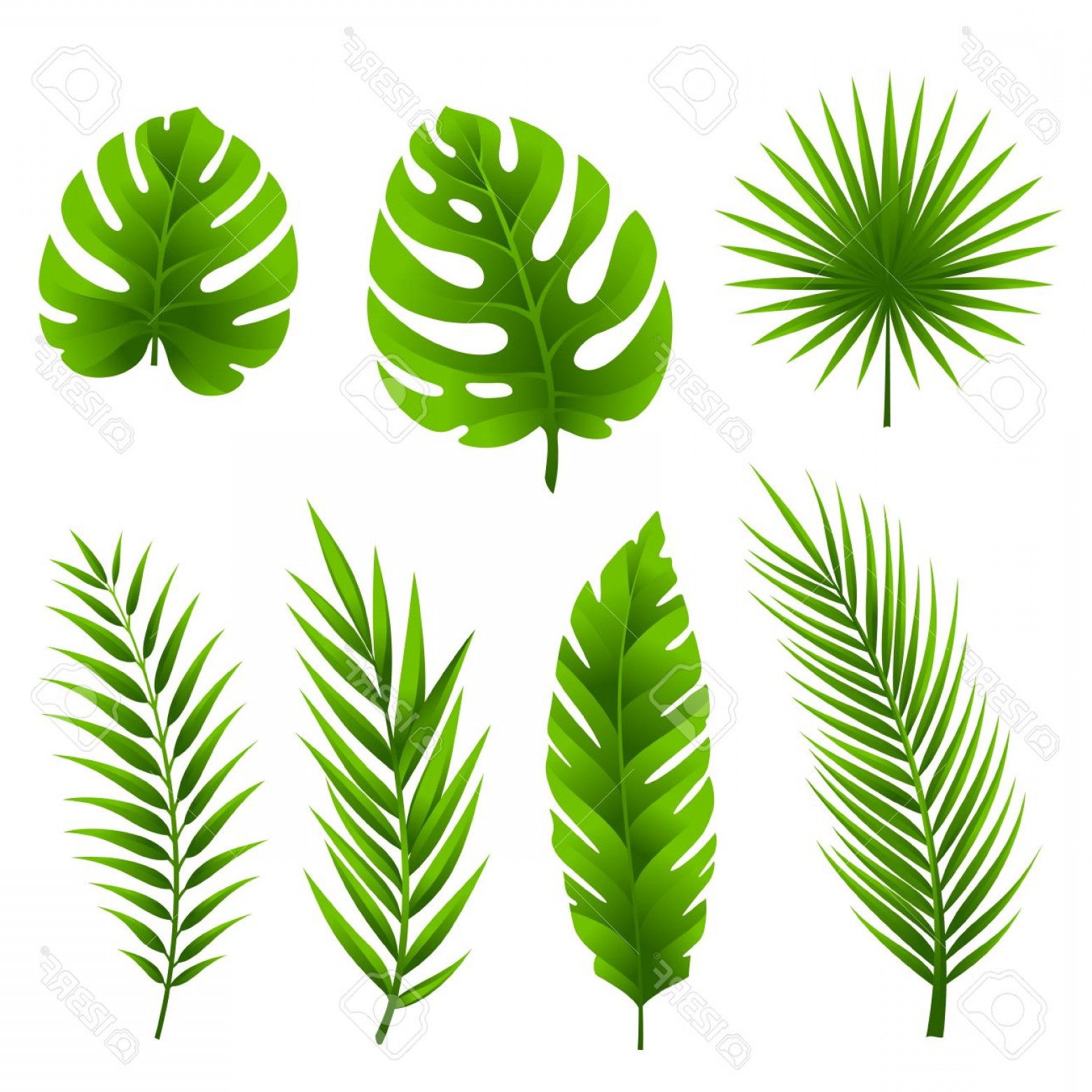 1560x1560 Photostock Vector Jungle Leaves Set Tropical Palm Tree Leaves