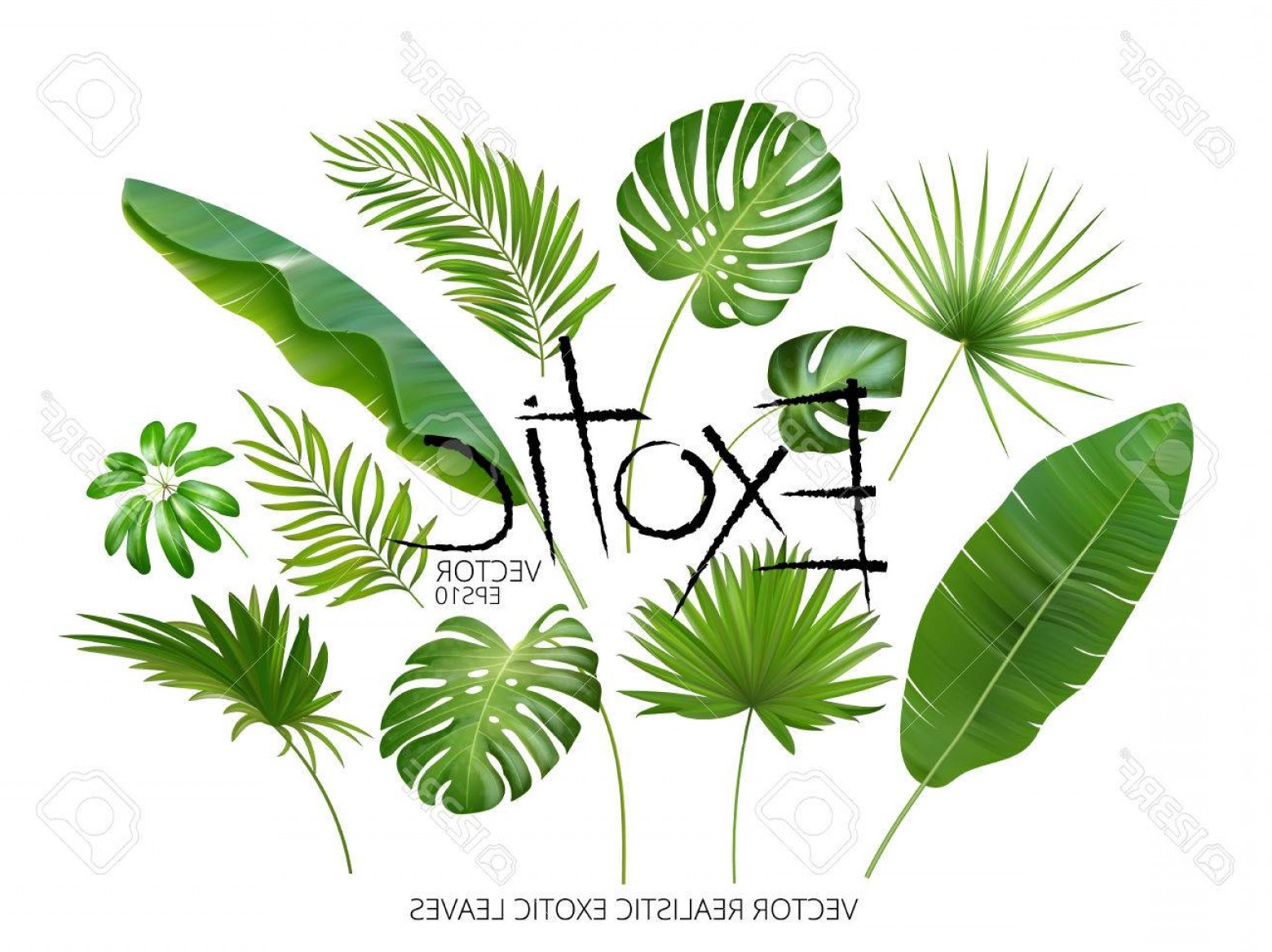 1560x1168 Photostock Vector Vector Tropical Exotic Leaves Realistic Jungle