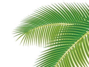 310x233 Set Of Green Palm Leaves Vector Free Vectors Ui Download