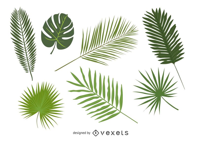 799x570 Set Of Palm Tree Leaves