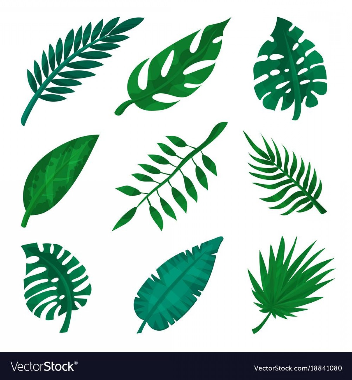 1200x1296 Best Green Tropical Leaf Set Palm Leaves Vector Cdr Catchsplace
