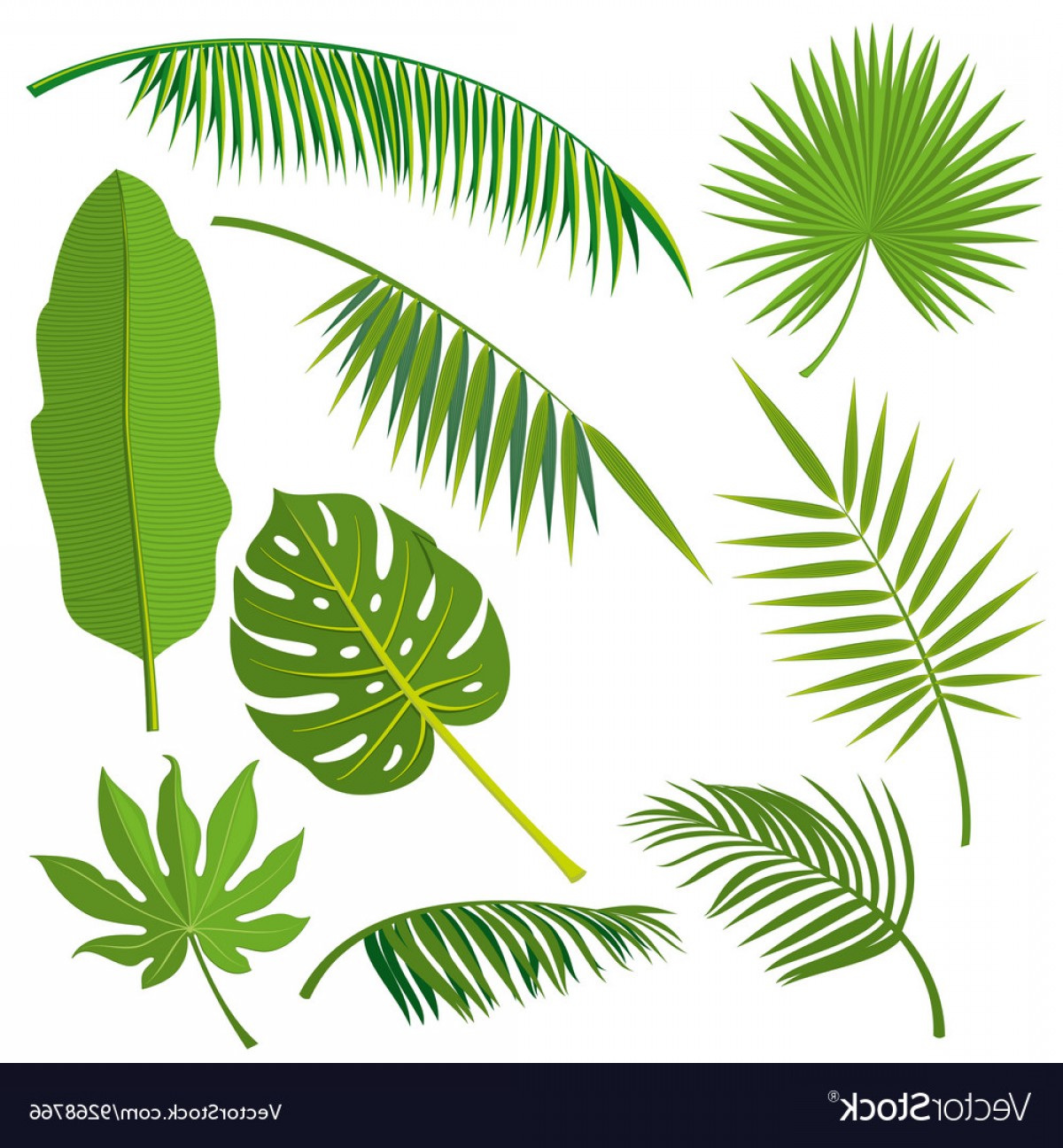 1200x1296 Tropical Palm Tree Jungle Leaves Set Vector Handandbeak