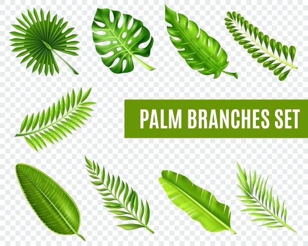 626x500 Watercolor Palm Leaves Png Shower Curtain Tree Leaf Vectors Photos