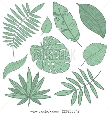 450x470 How To Draw Palm Leaves