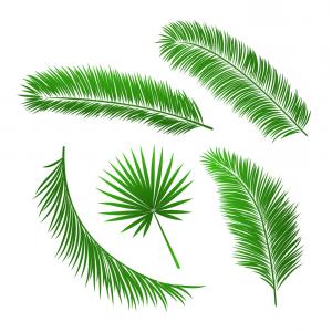 300x300 Collection Of Palm Tree Leaves Vector Createmepink