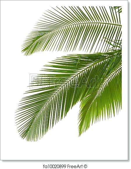 450x580 Palm Tree Leaves Christiancollege