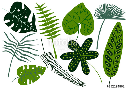 500x354 Collection Of Tropical Leaves, Exotic Jungle Palm Tree Leaves