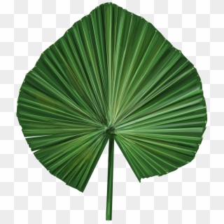 320x320 Free Palm Leaf Vector Png Images Palm Leaf Vector Transparent