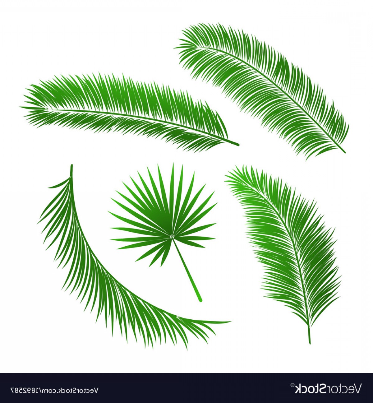 1200x1296 Palm Tree Leaves Vector Wallkeeper