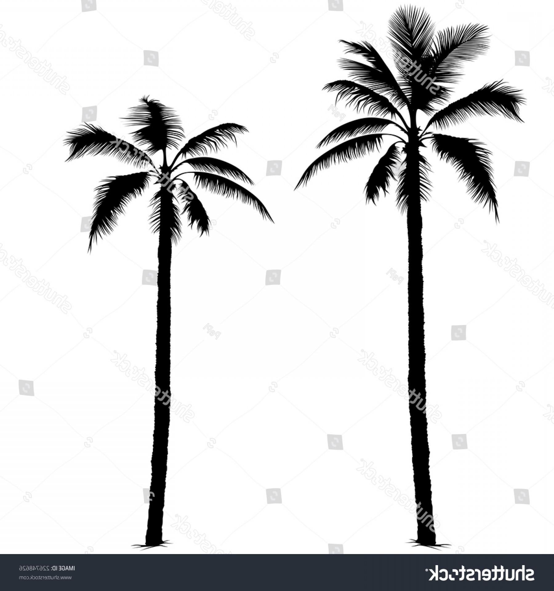 1800x1920 Palm Tree Black Silhouettes Vector Soidergi