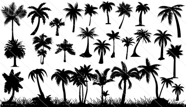 610x350 Palm Tree Silhouette Vector