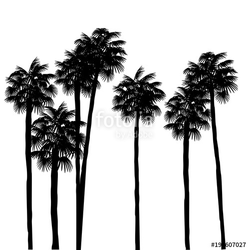 499x500 Palm Trees Silhouettes Isolated On A White Background Design