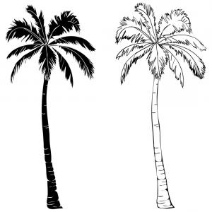 300x300 Black Single Palm Tree Silhouette Icon Isolated Vector Soidergi