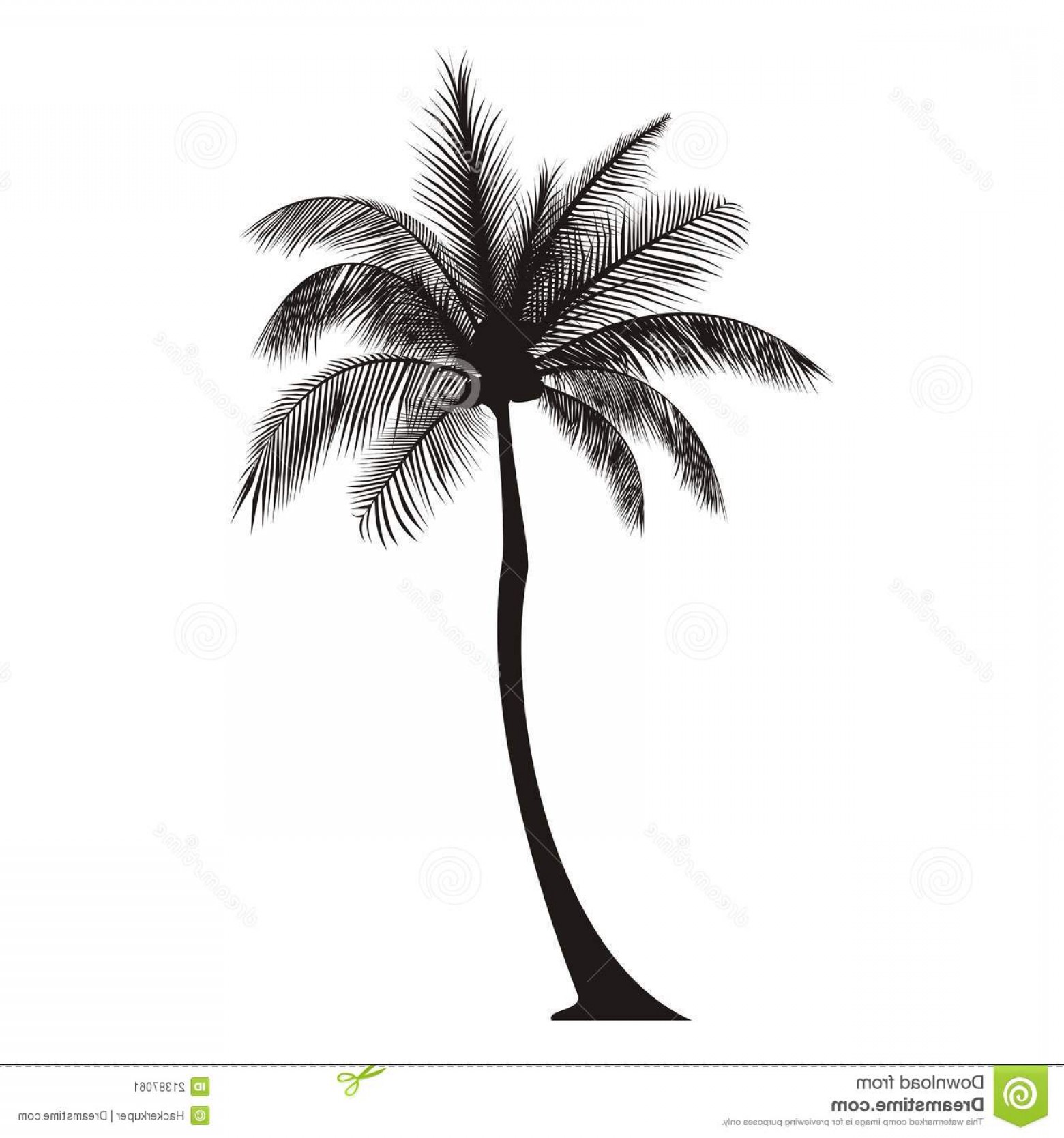 1560x1668 Stock Image Palm Tree Silhouette Image Soidergi
