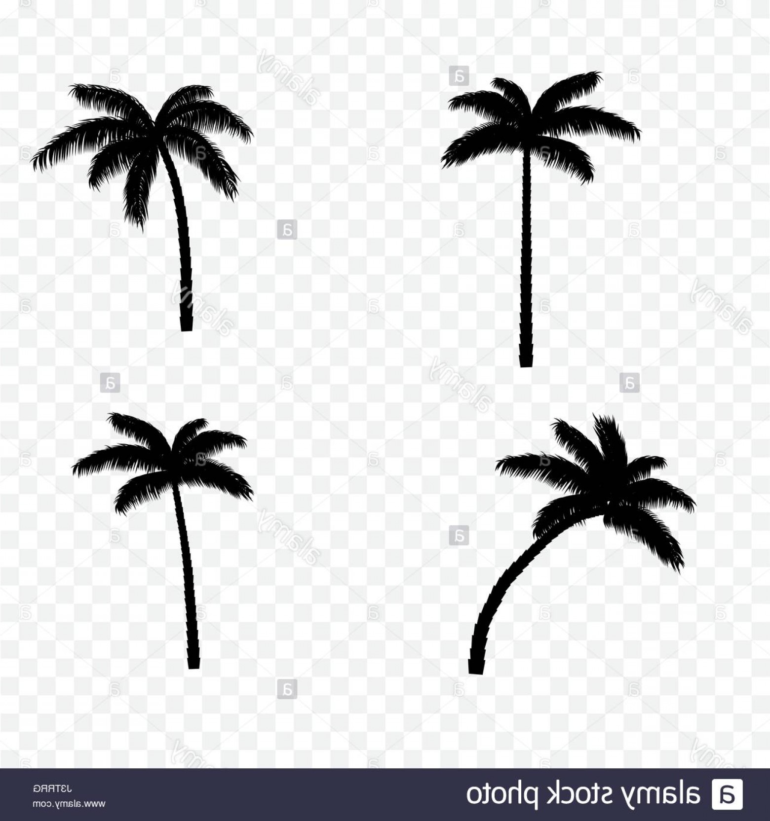 1560x1665 Stock Photo Palm Tree Silhouette Set Handandbeak