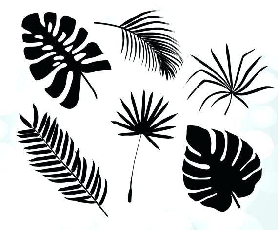 Palm Tree Design Vector 570x473 Palm Tree Design Vector