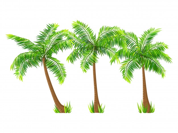 Palm Vectors, Photos And Free Download 626x469 Palm Vectors, Photos And Free Download