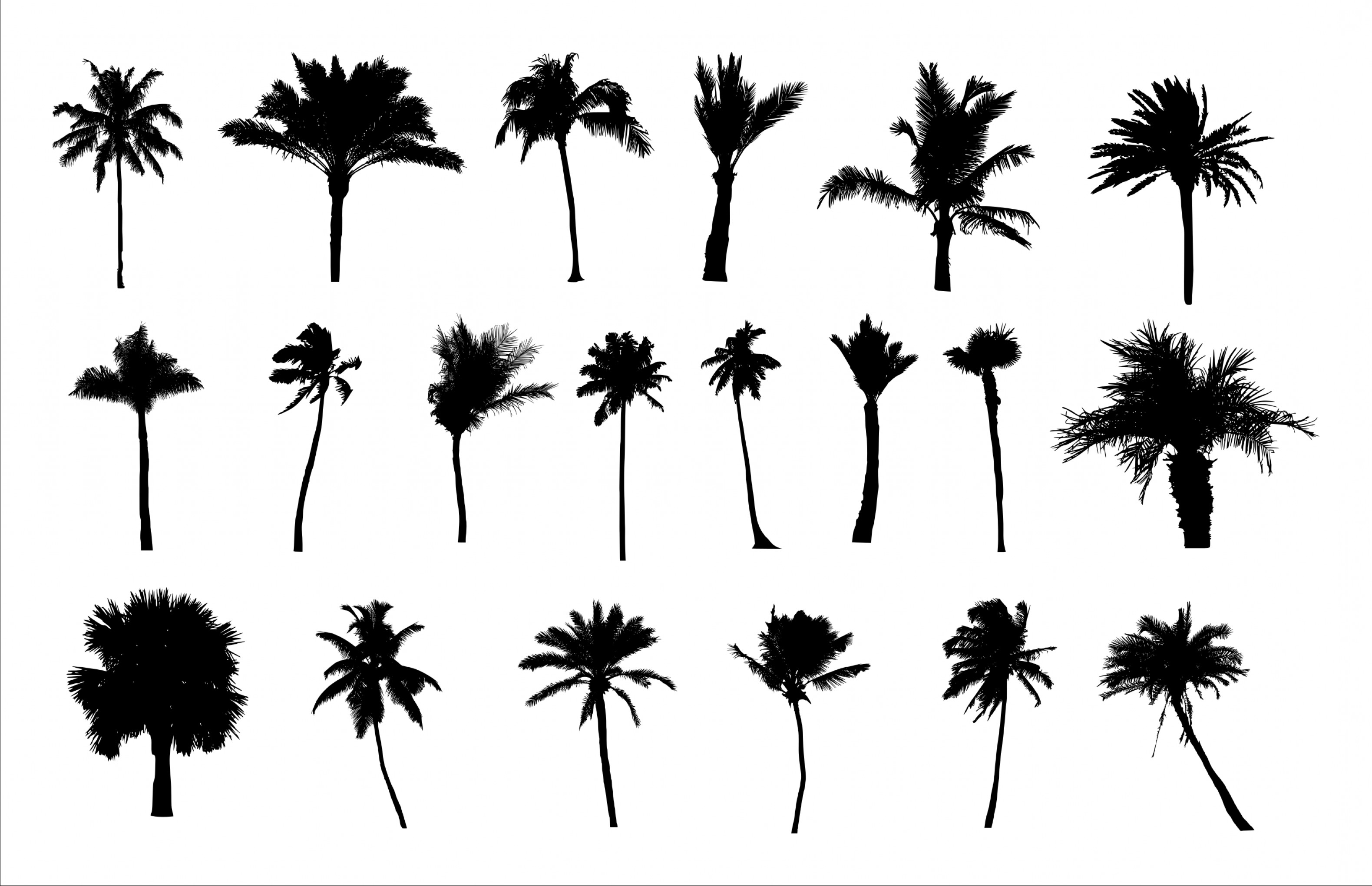 3159x2041 Palm Tree Silhouette Png Transparent Vol Soidergi